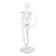 thumbnail image 2 of Modelo de esqueleto en miniatura de 45 cm Estructura ósea del cuerpo humano de PVC con brazos, piernas y soporte móviles, 2 of 9