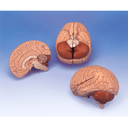 3B Anatomical Human Brain 2-Part C15