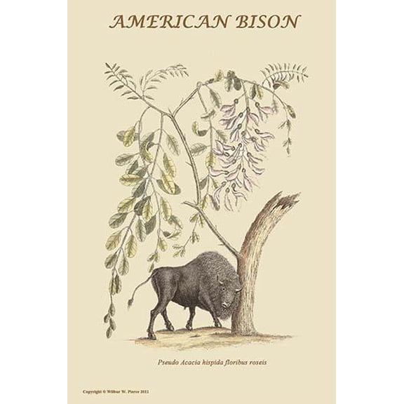 American Bison-Fine Art Canvas Print (20" x 30")