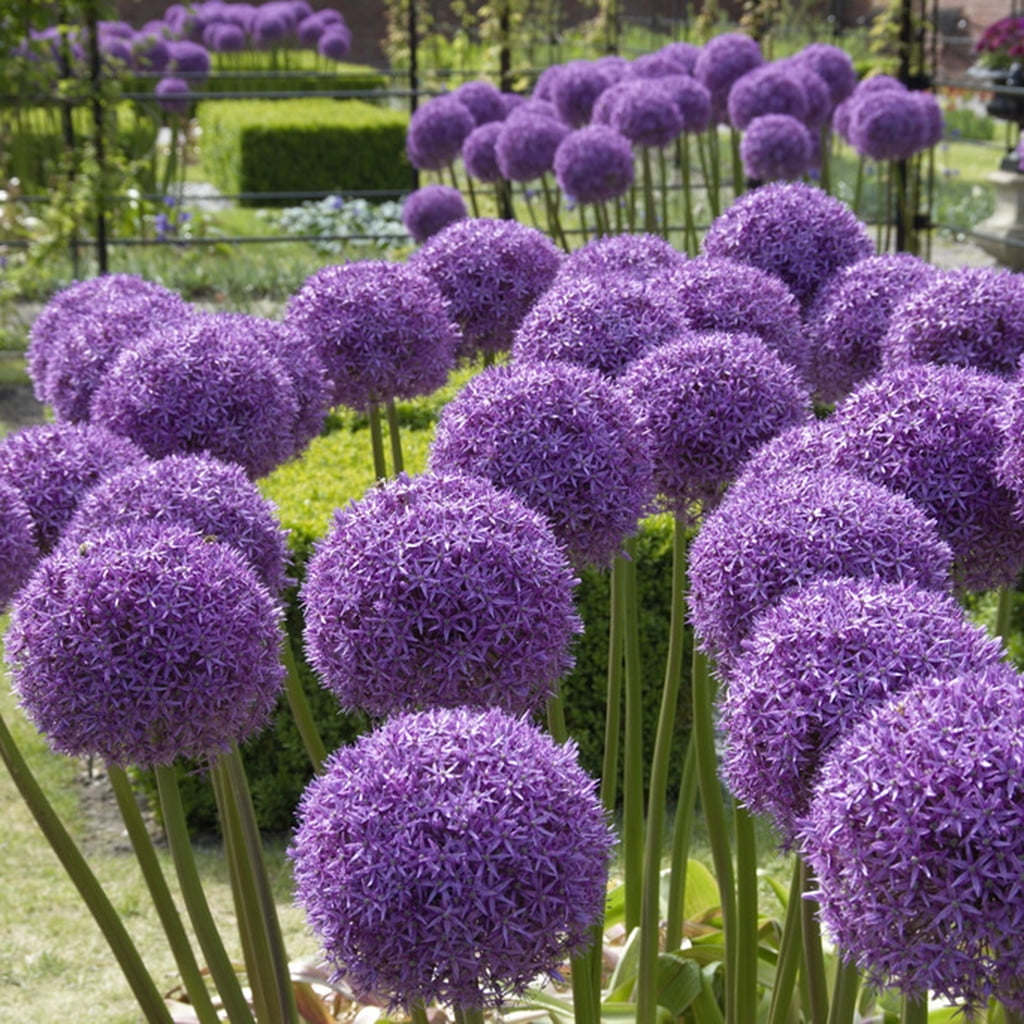 Van Zyverden Allium Globemaster Set of 3 Bulbs Lavender Part Sun