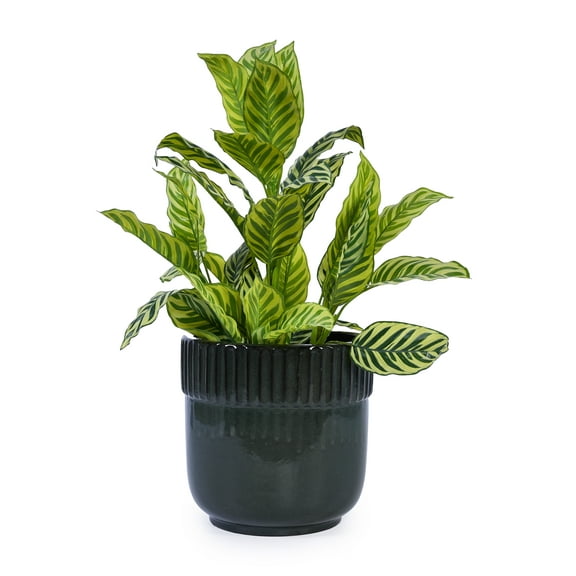 MAYEERTY 3 Pack Ceramic Plant Pots, Planter for Indoor Outdoor Patio, Garden, Black