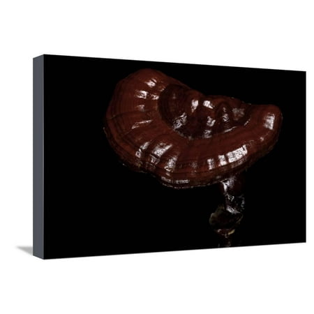 Lacquer Wall Ganoderma Lucidum (Reishi Mushroom, Lingzhi Mushroom, Lacquered Bracket) Stretched Canvas Print Wall Art By Paul Starosta ()