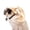 G0-F, variant on Cat Wig Pet Wig Dog Costume Cat Apparel Curly Braids Headgear Styling Accessory for Small Medium Large Dogs Adjustable Elastic Band Trimmable for Halloween Christmas Parties,B