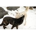 thumbnail image 2 of Timber Wolves Wall Mural by Wallmonkeys Peel and Stick Graphic (36 in W x 23 in H) WM224633, 2 of 4