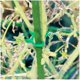 thumbnail image 4 of 100 Pieces Plant Support Clips, Plastic Tie Clips Plant Clips, Climbing Plant Fixing Clips, Garden Clips, for Fruit, Vegetable, Tomatoes, 4 of 5