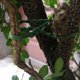 thumbnail image 4 of Lazos para plantas de jardín Paquete de 30 | Correas de encuadernación de árboles y enredaderas de plástico verde multiusos • Sujetadores hortícolas duraderos • Diseño de espina de pescado fácil de, 4 of 8