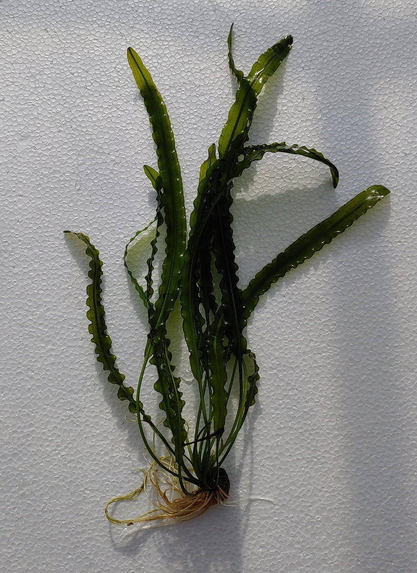 Aponogeton longiplumulosus plant - Walmart.com - Walmart.com
