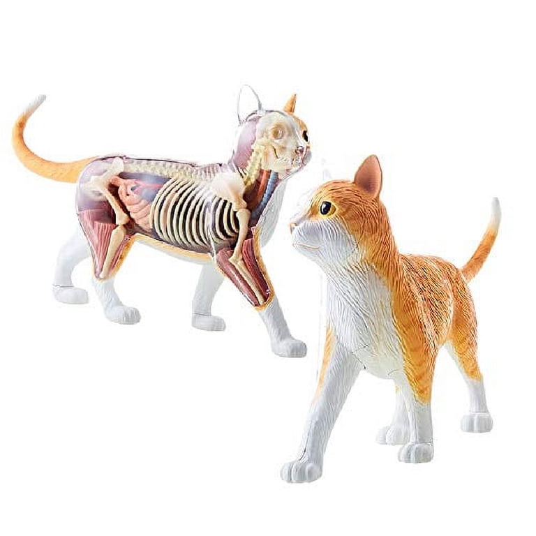 4D Master, 4D Vision Orange Cat Anatomy Model, 28 Detachable Parts