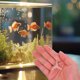 thumbnail image 4 of unbranded 60Ud Valvula De Control De Aire En Acuario Transparente Material ABS Durable, 4 of 8