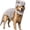 Gray, variant on 2026 Dino Skeleton Plush, Dinosaur Skeleton Plush Costume for Dogs and Cats