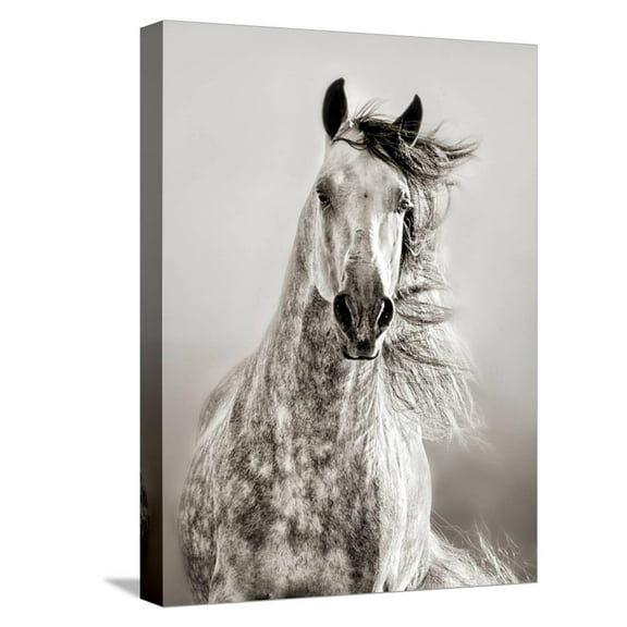 Art.com Caballo de Andaluz Stretched Canvas Print Wall Art by Lisa Dearing, 12" x 16"
