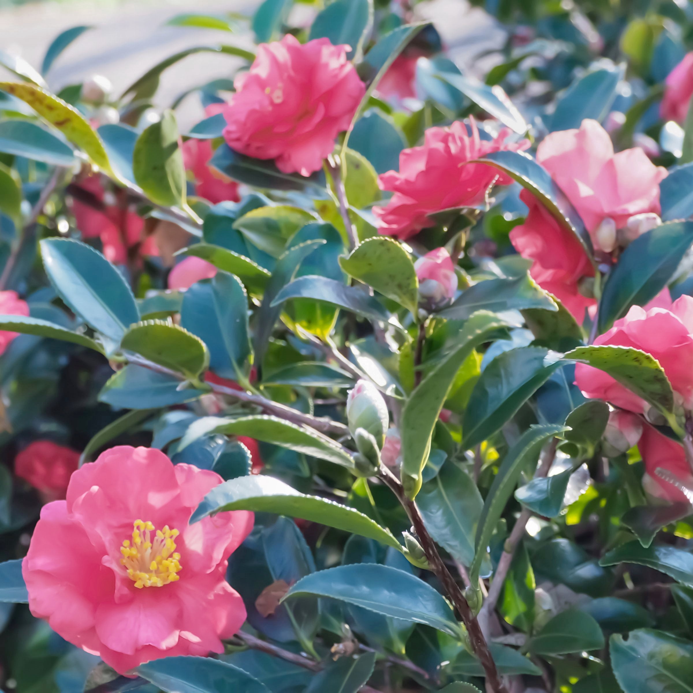 National Plant Network 1 gal. Camellia Sasanqua October Magic Carpet Shrub