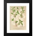 thumbnail image 2 of Charles Antoine Lemaire 11x14 Black Modern Framed Museum Art Print Titled - Prunus (Sinensis) Japonica (1854-1896), 2 of 5