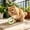 Green, variant on 2026 Upgrade Mesh Donut Cat Chew Toy with Built-in Bell, Crinkle Sound Teething Interactive Ring for Indoor Cat Dental Health Play, 1.97x1.97i Green