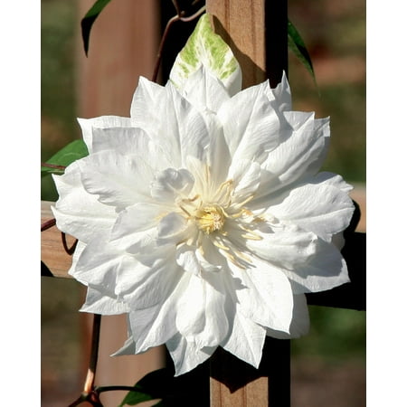 Clematis Duchess of Edinburgh - Double/White - Potted - 2.5