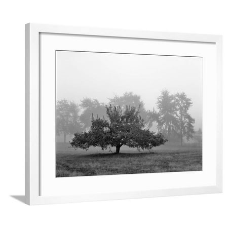 Apple Tree, Southfield, Michigan 85 Framed Print Wall Art By Monte