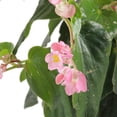 thumbnail image 4 of planta begonia big 10", 4 of 6