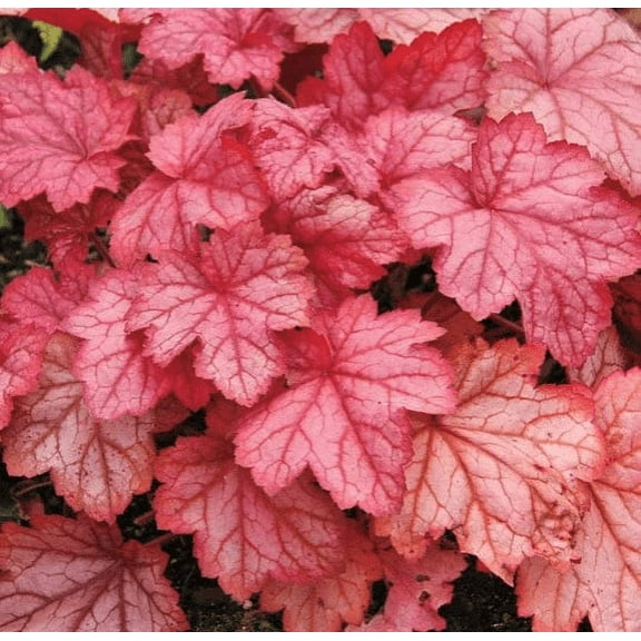 3 Georgia Peach Heuchera in 3.5 inch Size Plugs/Coral Bells
