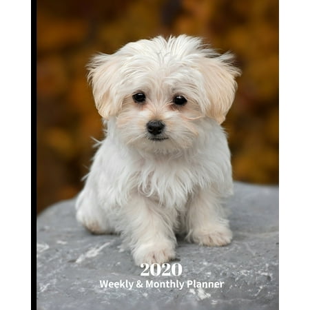 2020 Weekly and Monthly Planner: Monthly Calendar with U.S./UK/ Canadian/Christian/Jewish/Muslim Holidays- Calendar in Review/Notes 8 x 10 in.-Maltese Dog Breed Pets (Best Monthly Beauty Box Uk)