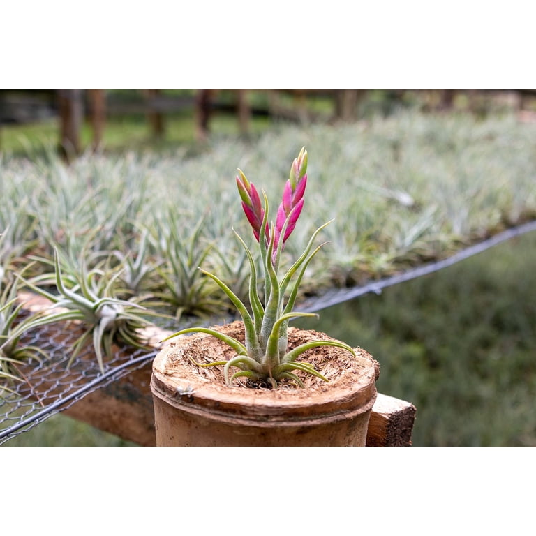 Tillandsia Caput Medusae Air Plants
