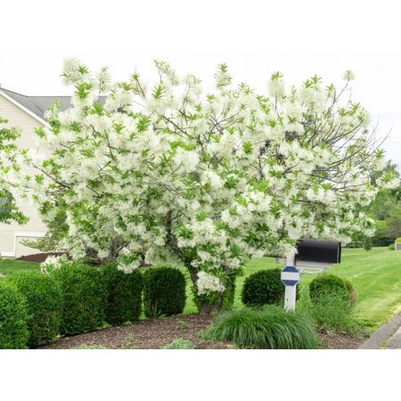 White Fringe Tree in a quart pot 6-12", Live Fringe Tree Plants, Live Fringe Flower Plant, White Fringe Flower plant
