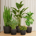 thumbnail image 6 of JF Plant Pots Indoor planter 5 Pack flower pots for plants planters with Drainage Holes Large Planter Pots for Indoor Plants Outdoor Plant Pot 4.5/5/5.5/6.3/7 Inches (Black), 6 of 6