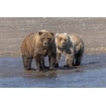 thumbnail image 2 of Jones, Adam 18x13 White Modern Wood Framed Museum Art Print Titled - Grizzly bear cub and adult female-Lake Clark National Park and Preserve-Alaska-Silver Salmon Creek, 2 of 4