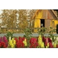 thumbnail image 2 of Dana Styber 24x17 Gallery Wrapped Canvas Wall Art Titled - Snapdragons Barn II, 2 of 4