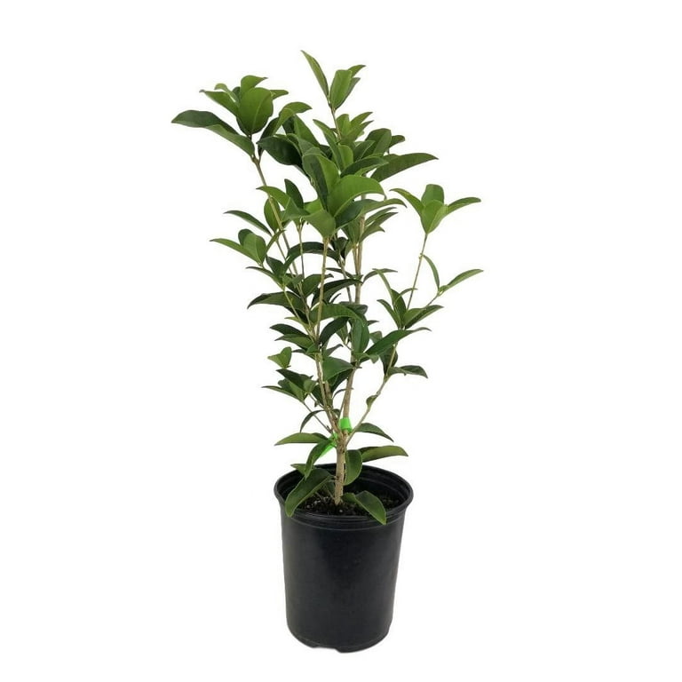 Orange Flowering Fragrant Tea Olive (osmanthus) - Live Plant - ( TG ) Orange Flowering Fragrant Tea Olive (osmanthus) - Live Plant - ( TG )