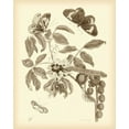 thumbnail image 2 of Merian, Maria S. 26x32 White Modern Wood Framed Museum Art Print Titled - Nature Study in Sepia II, 2 of 4