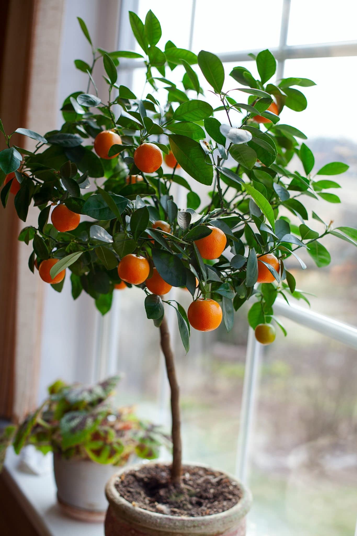 🍊 Gardenera Labs Premium Orange Soil Mix for Healthy, Productive Orange Trees - Perfect for Planting, Potting, and Replanting [4 Quart Bag]