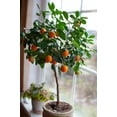 thumbnail image 5 of ⭐ Gardenera Labs's Premium Orange Tree Soil Mix - Quick Drain Potting Soil for Growing and Repotting Citrus Sinensis 🍊🌿 - 4 QUART, 5 of 9