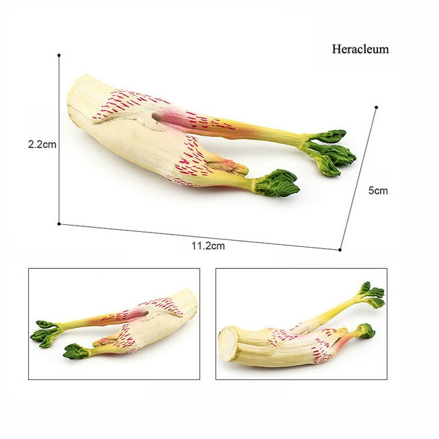 Simulation Montessori Around The World Building Mountain Plant Vegetable Fungi Mushroom Matsutake Model Figures Collection Toys