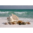 thumbnail image 2 of Shells Floridas White Sand Wall Mural by Wallmonkeys Peel and Stick Graphic (24 in W x 16 in H) WM8485, 2 of 4