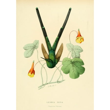 Oiseau Mouches 1874 Lesbia Nuna Canvas Art - L Bevalet (24 x (Nuna Leaf Best Price)