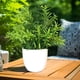 thumbnail image 5 of Xihbxyly Ofertas Relámpago Del Día Prime Solo Hoy Plantas Simuladas Plantas Falsas Plantas Verdes Decoración de Interior y Exterior Plantas En Macetas de Plástico, 5 of 5