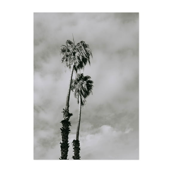 Palms Black and White - Visalia California Photography Palm Tree Black and White Minimalist Tropical Nature Vintage Coastal Unframed Wall Art Print 4 x 6 inches