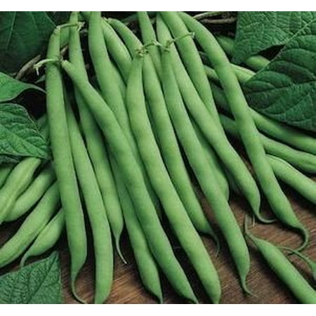 Pole Bean Varieties - The Dirty Gardener Blue Lake Fm1K Pole Beans, 1 Pound