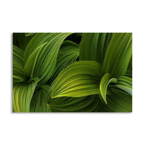Gango Home Decor Contemporary False Hellebore I by Kathy Mahan (Printed on Paper); One 24x16in Fine Art Paper Giclee Print