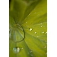 thumbnail image 2 of Millet, Karyn 23x32 White Modern Wood Framed Museum Art Print Titled - Tropical Leaves I, 2 of 4
