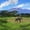 Unframed, variant on Art.com A Lone African Elephant (Loxodonta Africana) by Mt. Kilimanjaro, Amboseli Nat'l Park, Kenya Photographic Print by Miva Stock, White Frame Wall Art, 21" x 21"