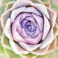 thumbnail image 2 of Bolick, Vicki Gladle 20x20 White Modern Wood Framed Museum Art Print Titled - Succulente IV, 2 of 4