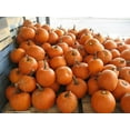 thumbnail image 4 of 50 Seeds JACK O LANTERN PUMPKIN Cucurbita Maxima Vegetable Seeds, 4 of 5