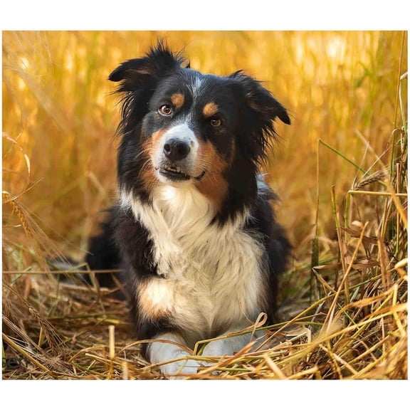 Jigsaw Puzzles 500 Pieces Puzzles for Adults, Fall Australian Shepherd Puzzle Animal Adult Toys, Unique Difficult and Challenge Large Puzzle Game Preschool Toys Best Gift for Dog Lover