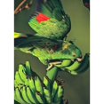 thumbnail image 3 of Fitzharris, Tim 19x24 Black Modern Framed Museum Art Print Titled - Yellow-naped Parrot, 3 of 5