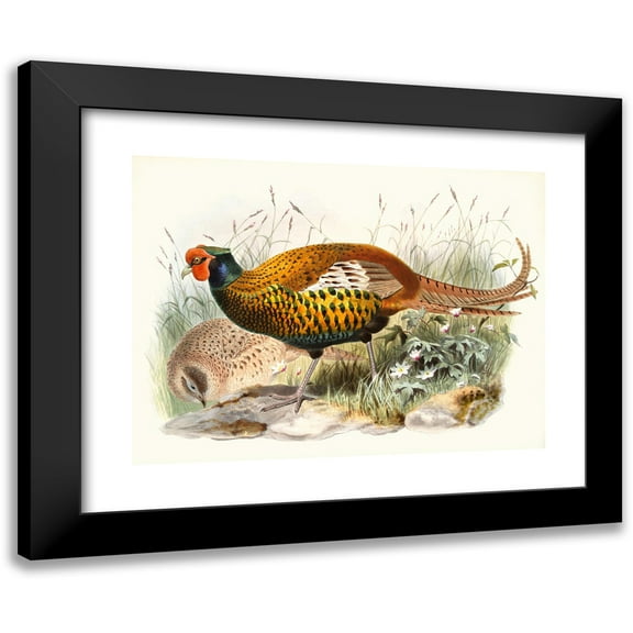 Joseph Smit 14x11 Black Modern Framed Museum Art Print Titled - Pheasant. (1872)