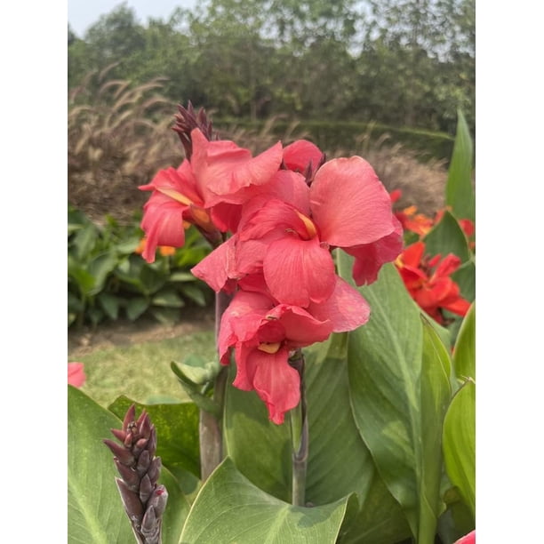 Pink Canna Lily Bulbs for Planting Grow Beautiful Lilys (6 Bulbs