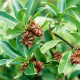 thumbnail image 5 of Star Anise Seeds or Star Anise Pods (Anis Estrella) (1 oz, 2 oz, 4 oz, 6 oz, 8 oz, 12 oz, & 1 lb) (16 oz), 5 of 5