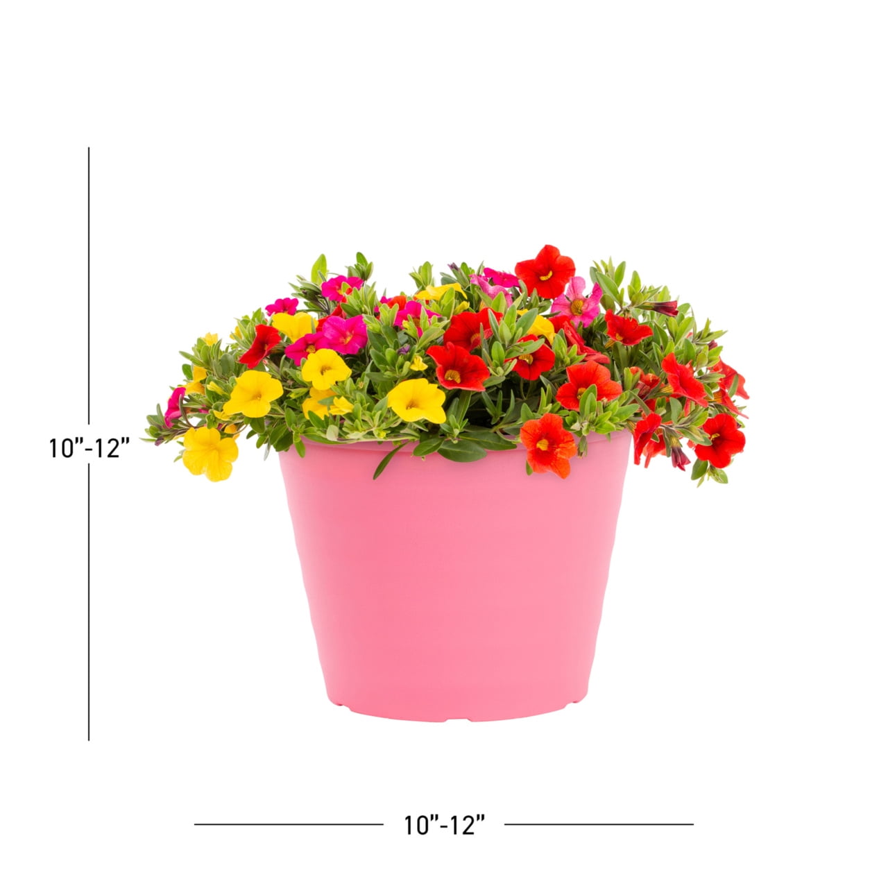 Expert Gardener 3QT Multicolor Calibrachoa Fruit Cocktail Live Annual Plant Decorative Pot Sun