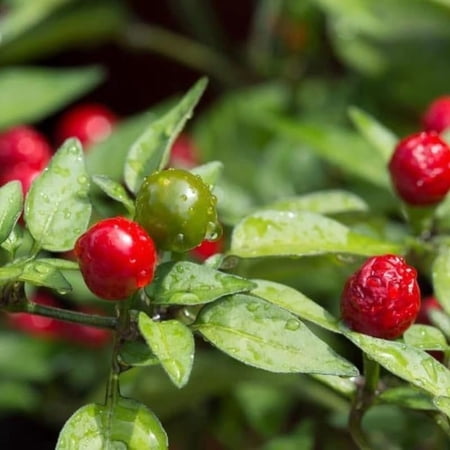 No CA, Chiltepin Pepper Live Plant, 120 Days Old Hot Chile Chiltepin Pepper Plants Live, Tepin Chili Pepper Plants, 7 to 10 Inc Tall for Growing